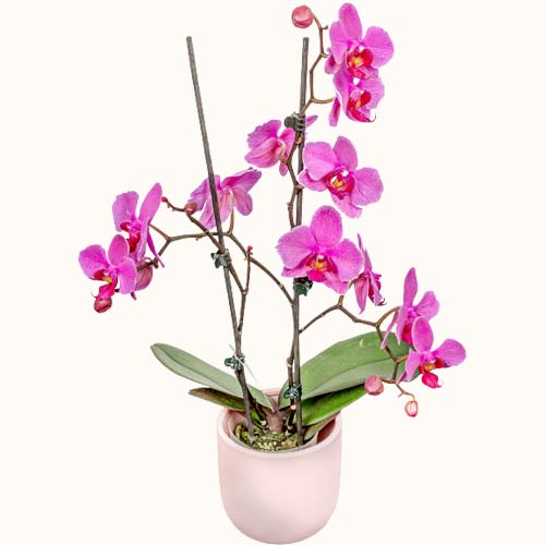 Purple 'Athena' orchids in a small ceramic pot
