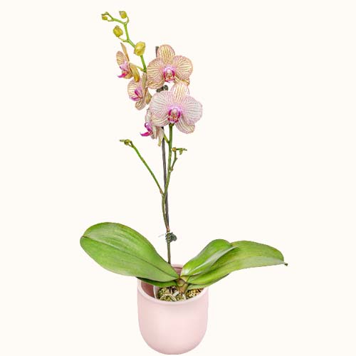 Single stem of 'Cassiopeia' orchids in a small ceramic pot