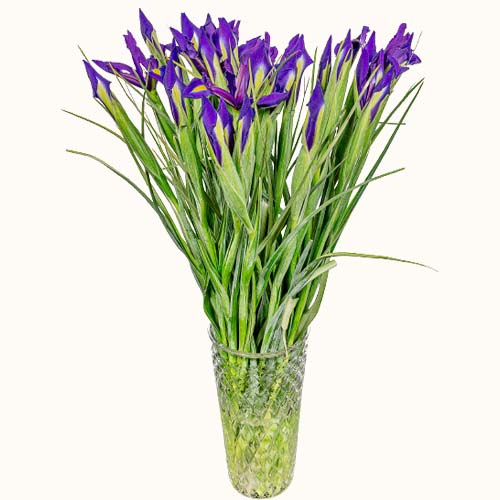 Purple 'Iris Sapphire' flowers in a small glass vase