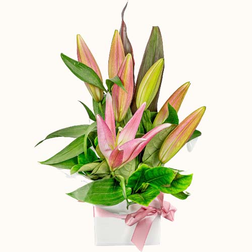 Pink 'Stargazer' flowers in a box with ribbon