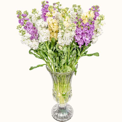 Multicoloured 'Turkish Delight' flowers in a small glass vase