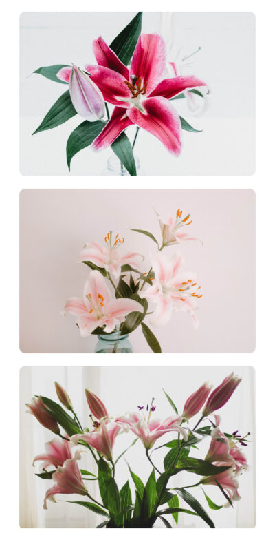 3 images of Lillies, stacked on top of each other